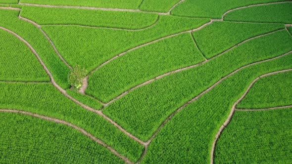 Rice Field Aerial alt