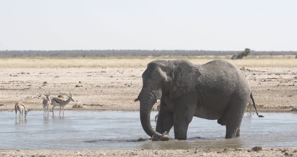 African Elephant Bathing