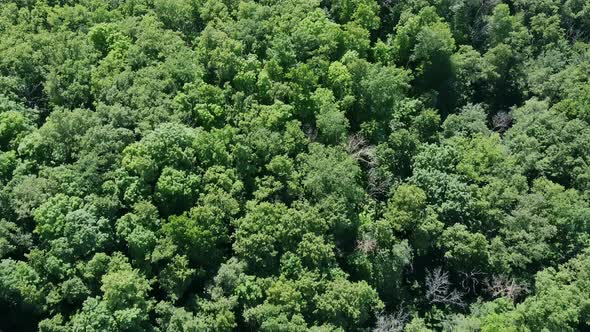 Aerial View of the Green Forest. Flying a Drone Over the Treetops in Sunny Day alt