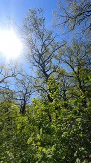 Vertical Video of the Forest in the Spring alt