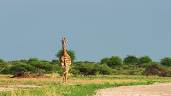 Lone Giraffe Walking Towards the Camera in the Middle of the Grassland of Central Kalahari Game Rese alt