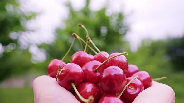 Closeup Dolly Slider Shot of Ripe and Red Wild Cherries in the Hands