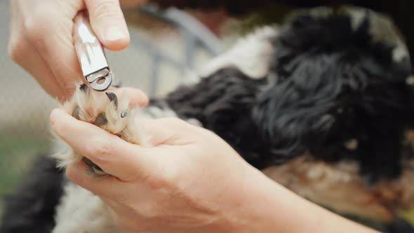 Hands with Clippers Cut the Dog's Claws alt