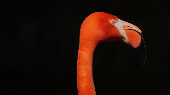 Flamingo alt