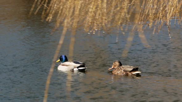 Ducks Swim on Lake Close Up 