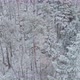 Aerial View of Forest Covered Wirt Snow - VideoHive Item for Sale