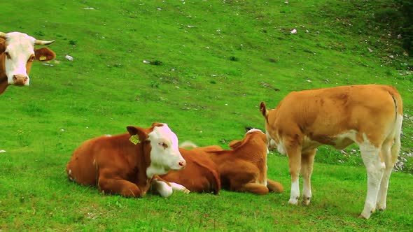 Cattle on the High Mountain Pasture