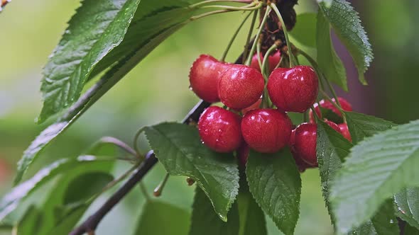 Macro of Red Wild Cherry Fruits with Leaves on a Tree Branch in Cluster