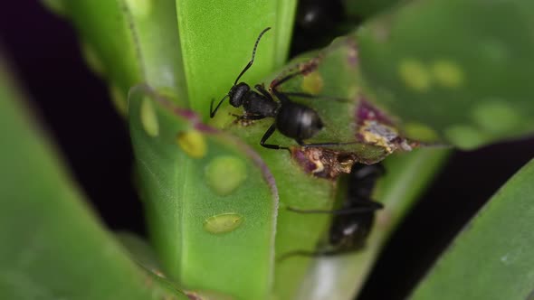 Closeup of two black ants (Lasius niger) feed from a succulent plant alt