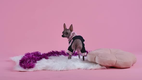Rear View of of the Xoloitzcuintle in Jumpsuit in the Studio on a Pink Background alt