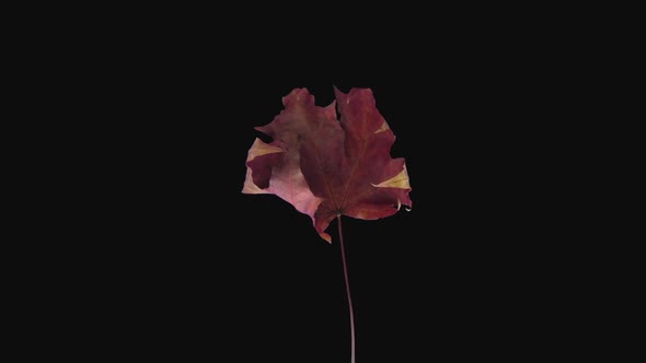 Time-lapse of drying brown Maple leaf alt