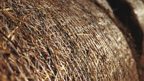 Close Up Packed Haystacks Rolls Hay Bales Isolated alt