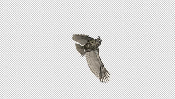 Owl - Horned - Flying Loop - Down View