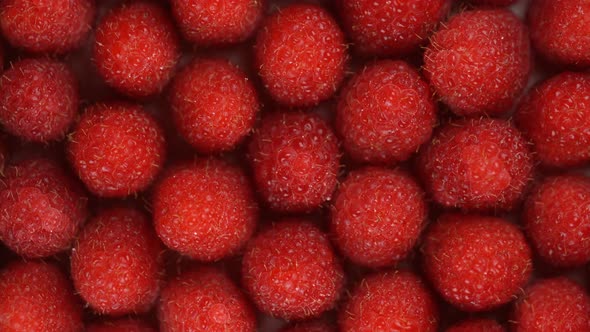 Fresh, Ripe, Juicy Raspberry Background, Close Up Berry, Rotation Loopable. Food Background