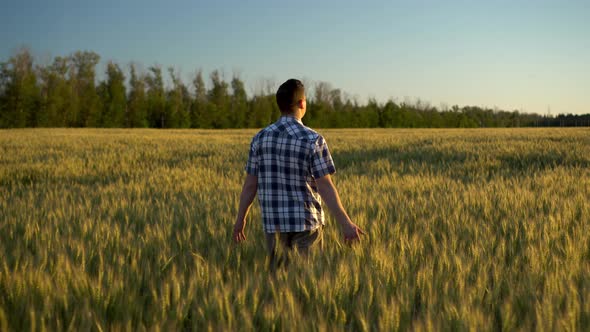 A Young Man in a Shirt Is Walking on a Green Wheat Field. A Man Walks and Touches the Ears of Wheat alt