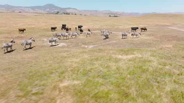 Cute Wild Zebra Horses Scared By Flying Closely Drone and Running Away Promptly alt