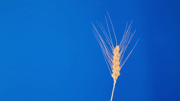 One Ear of Wheat Rotates on a Blue Background Closeup