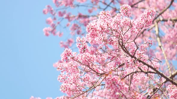 Cherry Blossoms Sakura alt