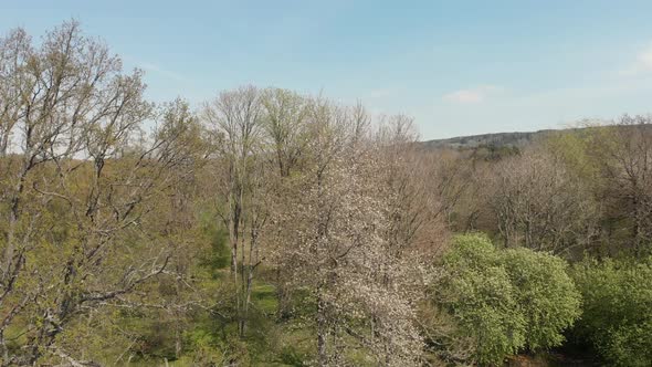 Rising Aerial White Blossom In Spring Vallevagen Famous For Cherry Blossom alt