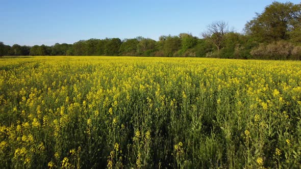 Drone View of Blooming Rapeseed Field alt