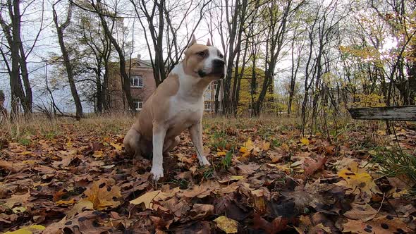 American Staffordshire Terrier in Nature