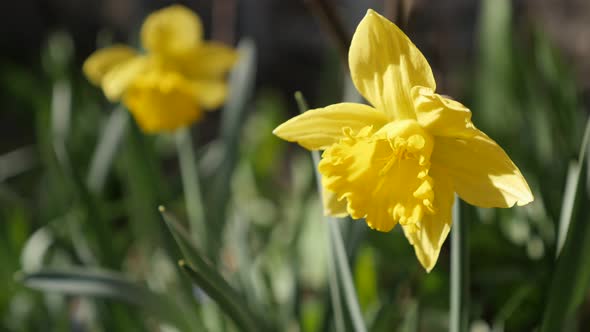 Pseudonarcissus plant corona and tepals in the grass 4K 2160p 30fps UltraHD footage - Spring green g alt