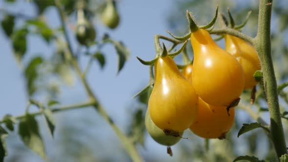 Shallow DOF of pear shaped vegetable on vines 4K 2160p 30fps UltraHD footage - Yellow open-pollinate alt