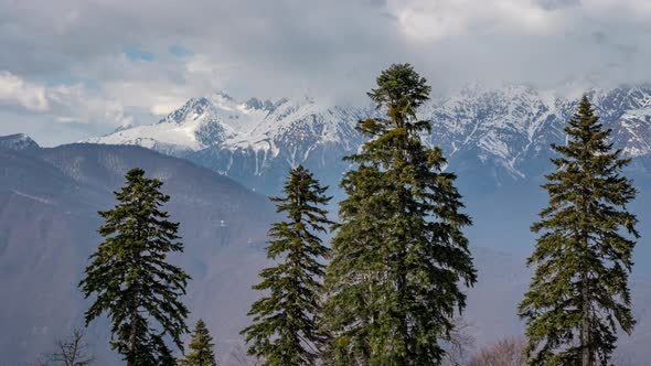 Firs trees in front of mountains and clouds.