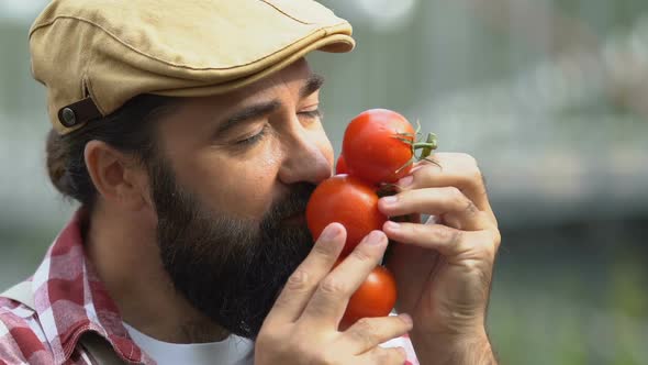 Bearded Farmer Admiring Tomatoes, Taking Care Fresh Organic Vegetables, Eco Food