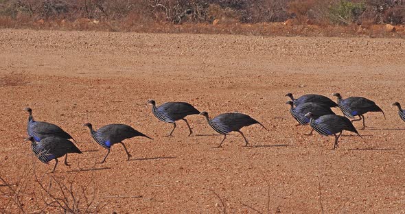 Vulturine Guineafowl, acryllium vulturinum, Group at Samburu Park, Kenya, Real Time 4K alt
