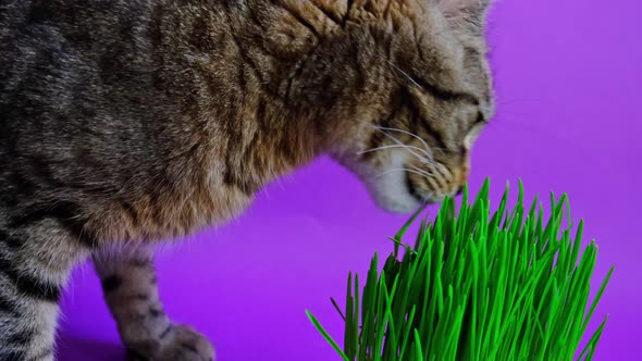 Domestic striped cat with an appetite eats grass on a purple background very peri from a pot. Sprout alt