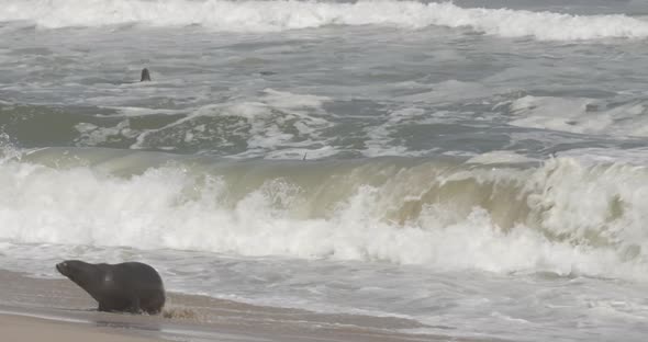 Cape Fur Seals Swimming
