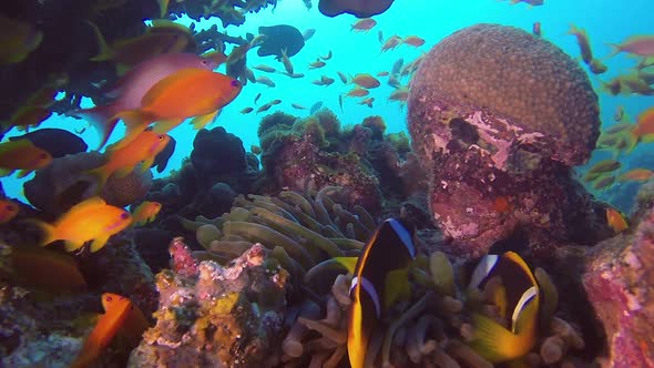 Clownfish Amphiprion Bicinctus alt