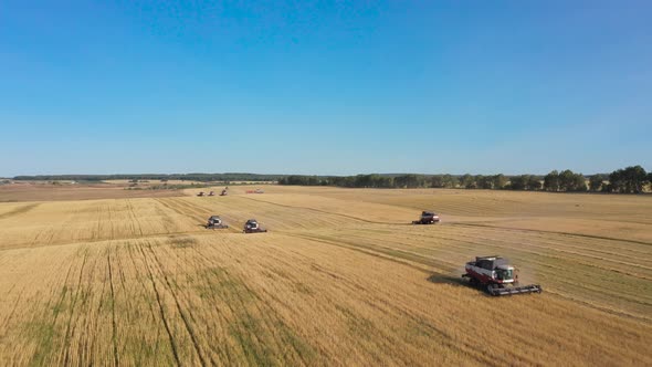 Harvesting of Wheat in Summer