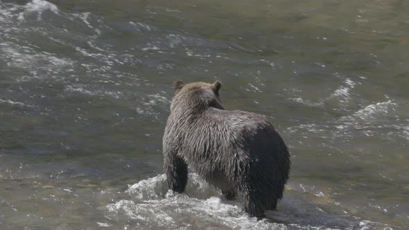 Large Grizzly Bear Looking for Salmon in River alt