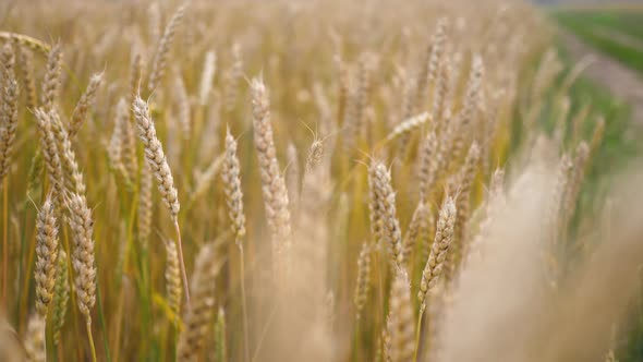 Yellow Wheat Field alt