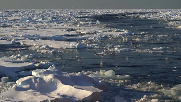 Birds Fly and Fish Among the Ice