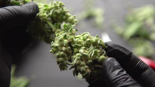 Man's Hands Trimming Marijuana Bud. Growers Trim Cannabis Buds. Harvest Weed Time Has Come. The