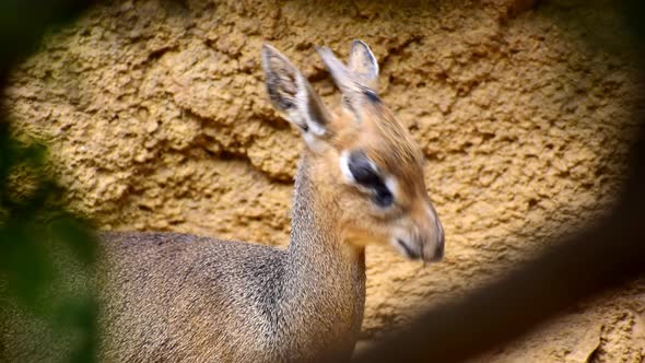Kirk's dik-dik (Madoqua kirkii), a small antelope native to Africa eating a leaf alt