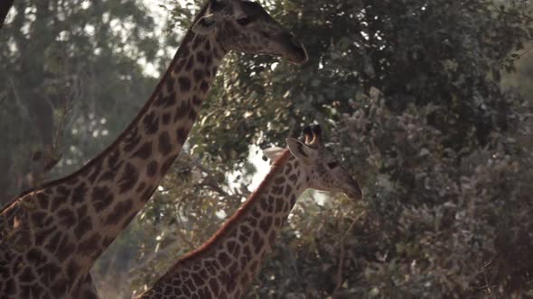 Two Giraffes Walking in Slow-mo