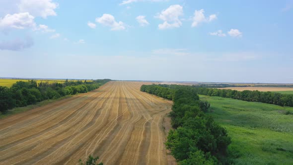 Aerial View Of Farm Fields. Harvesting.