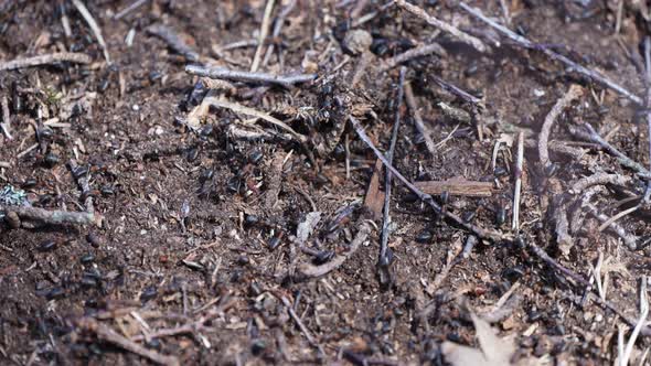 Pine Forest Anthill alt