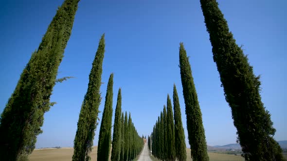 Cypress Trees Row Along Tuscany Road  Driver POV alt