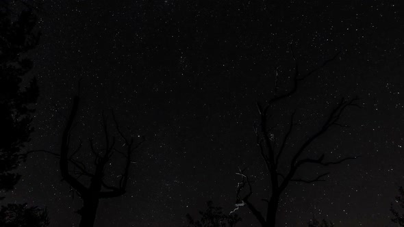 Stars in the Night Sky alt