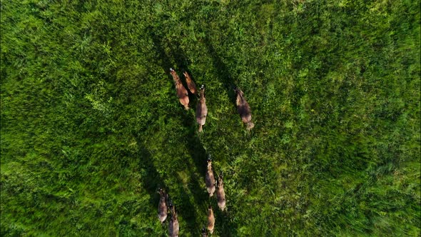 Wild Horses Running Wild Mustangs Run on the Beautiful Green Grass alt
