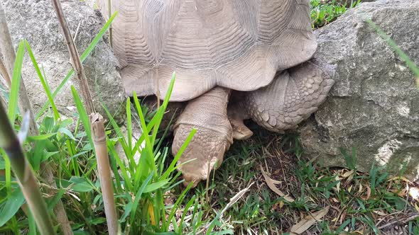 Top view of large tortoise eating grass in a natural habitat. Giant brown tortoise plucking grass in alt