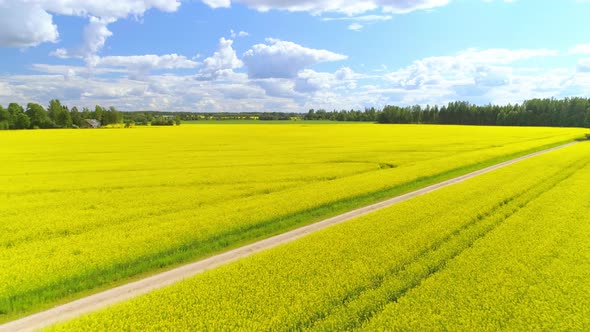 Flying over Yellow Rapeseed Fields in Countryside Farmland alt