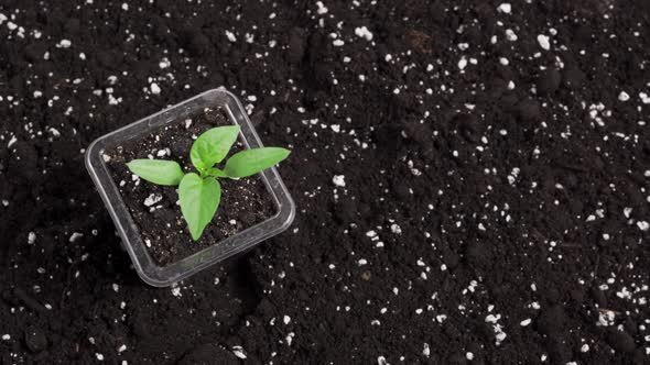 Mineral Fertilizer in Hand alt
