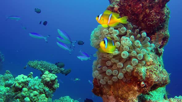 Beautiful Underwater Clownfish and Sea Anemone alt