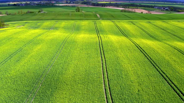 Green rape fields in Poland in spring, aerial view alt